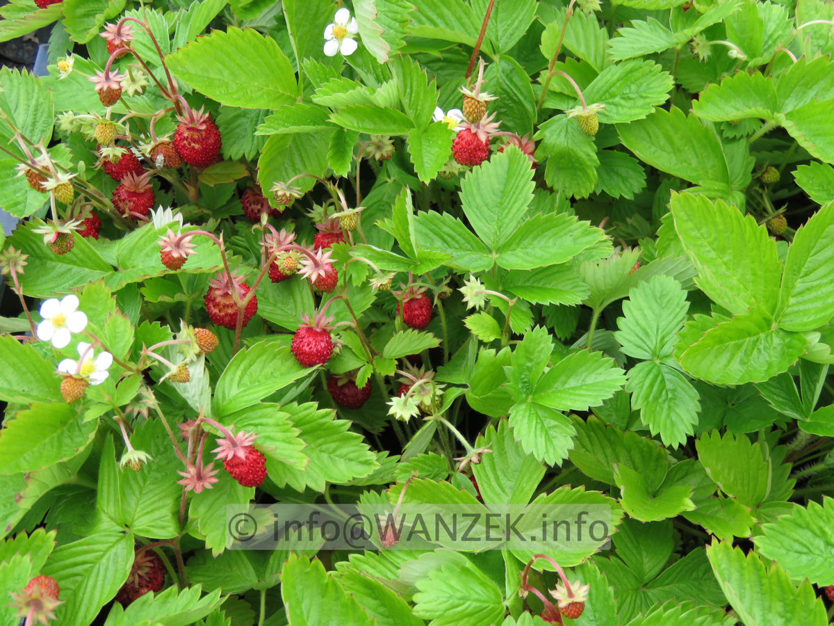 Fragaria vesca Ruegen 01.JPG